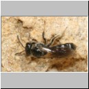 Lasioglossum sexstrigatum - Furchenbiene 06a 6mm.jpg